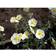 Helianthemum Hybrid 'The Bride' Staude
