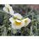 Helianthemum Hybrid 'The Bride' Staude