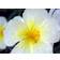 Helianthemum Hybrid 'The Bride' Staude