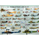 Eurographics World War I Aircraft Puzzel (1000)