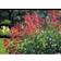 Centranthus Ruber 'Coccineus' Staude