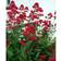 Centranthus Ruber 'Coccineus' Staude