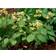 Epimedium Versicolor 'Sulphureum' Staude