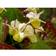 Epimedium Versicolor 'Sulphureum' Staude