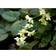 Epimedium Versicolor 'Sulphureum' Staude