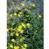Helianthemum Hybrid 'Golden Queen' Staude