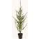 Nordic Winter Cedar with LED lights Green Konstgjord växt