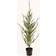 Nordic Winter Cedar with LED lights Green Kunstig plante