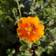 Potentilla Argyrophylla Staude