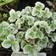 Potentilla Argyrophylla Staude