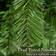 Christow Traditional Spruce Green Christmas Tree 180cm