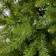 Dunhill 300056RG Green Christmas Tree 150cm