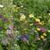 Bland Selv Frø High Blomsterblanding 3m² Blomsterfrø