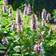 Bland Selv Frø Anise Hyssop Indianermynte Blomsterfrø