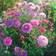 Bland Selv Frø Dobbeltblomstret Kina Aster Blomsterfrø