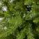 B&Q So Dunhill Fir Green Christmas Tree 180cm