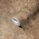A.S. Creation Bricoflor Papier Peint the bos 388332 Beige, Or