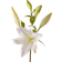 Interflora Lilja