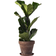 Interflora Fiolfikus 60cm
