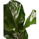 Interflora Fiolfikus 60cm