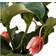 Interflora Rosenskärm