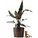 Interflora Papuasköld