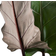 Interflora Papuasköld