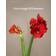 Interflora Röd amaryllis