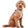 CURLI Alpine Clasp Vest Harness XS
