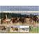 Calvendo Quarter Horses The Largest Studbook Breed in the World Desk Calendar 2025 A5