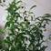 Leaf Olive Tree Bush Green Artificial Plant