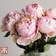 Thompson & Morgan Peony Edens Perfume 3 Bare Root Plants