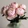Thompson & Morgan Peony Edens Perfume 3 Bare Root Plants