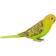 Mojo Green Budgerigar 387262