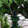 The Holiday Aisle Pine Green Christmas Tree 90"