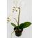 Mr Plant Orkidé Hvid 45 cm Kunstig plante