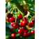 Southern Planters Sweet Cherry in Pot with Soil
