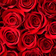Rosely Ruby Romance mellan