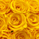 Rosely Golden Radiance