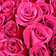 Rosely Fuchsia Fantasy