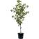 Southern Planters Sweet Cherry in Pot with Soil