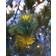 Sirius Top Line Energy Black Julelampe 27cm 6stk
