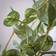 Scottish Everlastings Trailing String of Hearts Ceramic Pot Green Artificial Plant