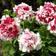 Impecta Petunia F1 'Pirouette Soft Red