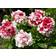 Impecta Petunia F1 'Pirouette Soft Red