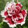 Impecta Petunia F1 'Pirouette Soft Red