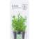 TROPICA Bacopa Compact Potte Blisterpakke