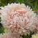 Impecta Aster, Sommar-, King Apricot