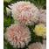 Impecta Aster, Sommar-, King Apricot