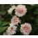 Impecta Aster, Sommar-, King Apricot
